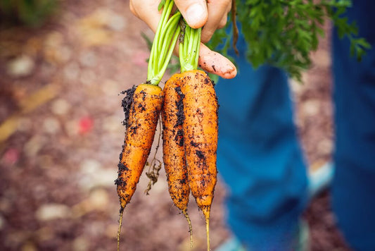 Analyse des fruits et légumes pour la présence de PFAS